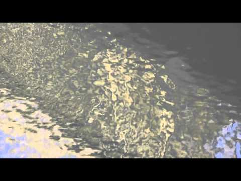 Film happydeepsiggi  aka Siegfried Tölle Music Mauerhuhn Paradise Is Lost cc by