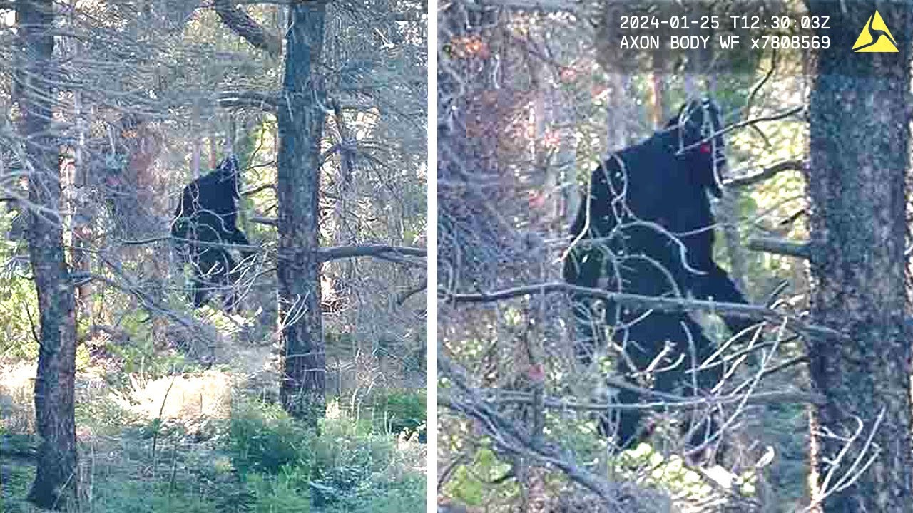 Thumbnail Download HD Thumbnail (1280x720)