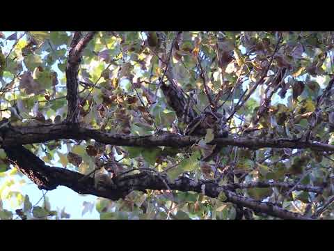 Male Great Horned Owl Stretching and Lying Down 9/8/2022 in Forest Park in St. Louis, Missouri, USA