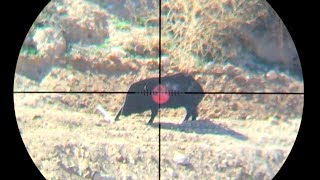 45 Caliber Air Rifle - Dead Pig