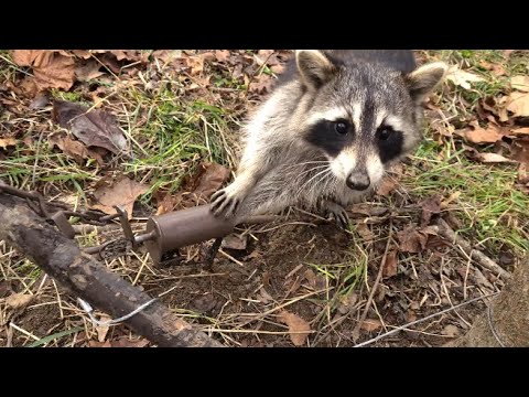 Z-Trap Dog Proof Cuffs for Raccoons