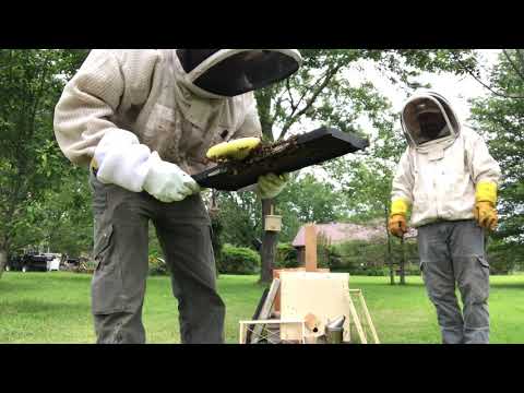 Successful Swarm Trap Left in Tree A Little Too Long! Swarm Trap Cutout!