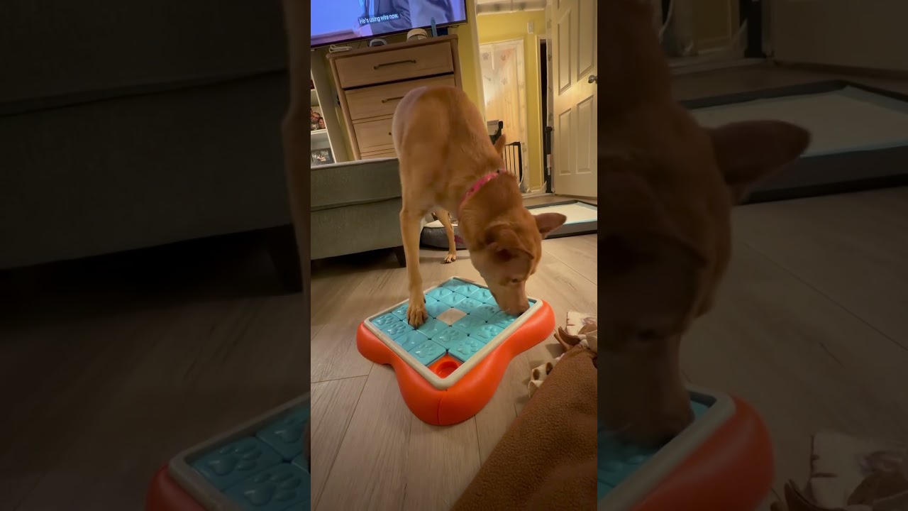Nova, a Adoptable Carolina Dog in Spring, TX video 6/6