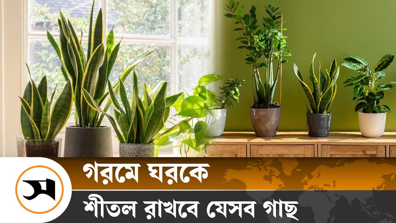 গরমে ঘরকে শীতল রাখবে যেসব গাছ
