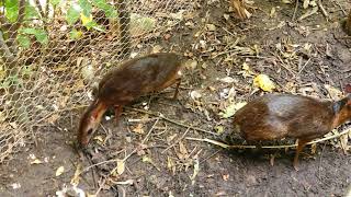 Download lagu musim kawin pelanduk (mating season of mouse deer) mp3