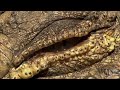Crocodile S Eye Crocodile Eyes Slow Motion Crocodile Eyes In Water Crocodile Eyes Open
