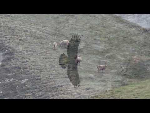 Steinadler   HD 1080p