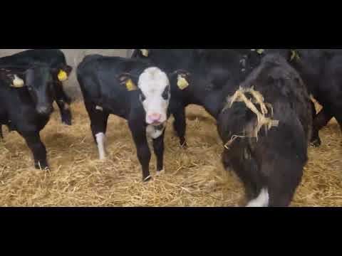 15 Quality Angus Hereford bull calves - Image 2