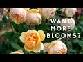 8 MUST DO S To INCREASE FLOWERING All Summer Long Grab Your Pruners NOW ️