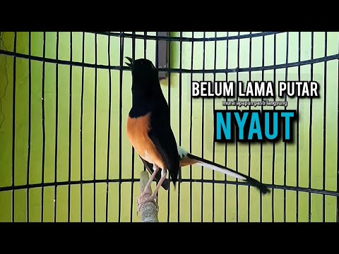 murai batu gacor AMPUH buat PANCINGAN murai batu agar bunyi JADIKAN burung murai gacor NYAUT