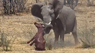 Elephant video thumbnail