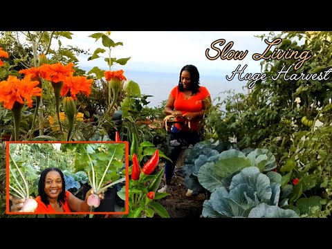 Slow Living Over City Lifestyle Saved Our Family/Huge Organic Harvest 