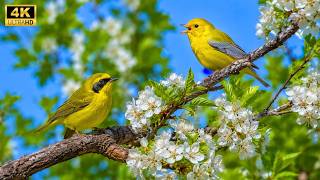 Download lagu 🐦🌳 Relaxing Bird Songs for a Peaceful Mind | Healing Nature Sounds for Stress Relief & Deep Rest mp3