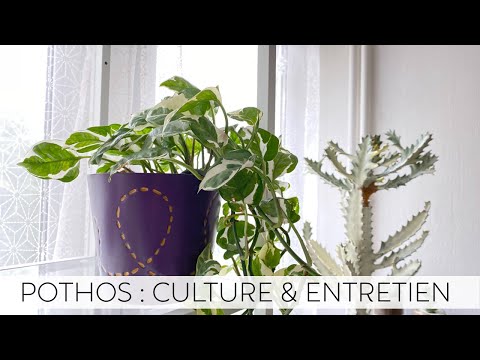 , title : '🌿 AVOIR UN BEAU POTHOS | CULTURE & ENTRETIEN DU POTHOS 🌿'