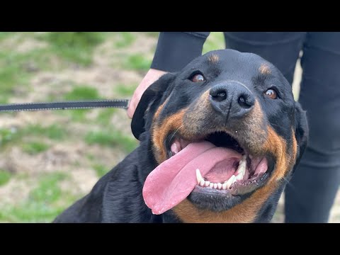 Meet Keera SPDR Rottweiler Rescue_Ready for Adoption_4.20.23
