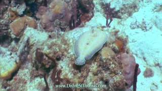 preview picture of video 'Peacock Flounder at Flat Cay West reef in St Thomas Virgin Islands'