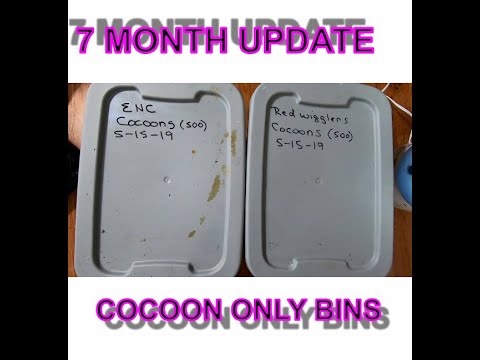 7 Month Later Compost Worm Cocoon Only Bin Update