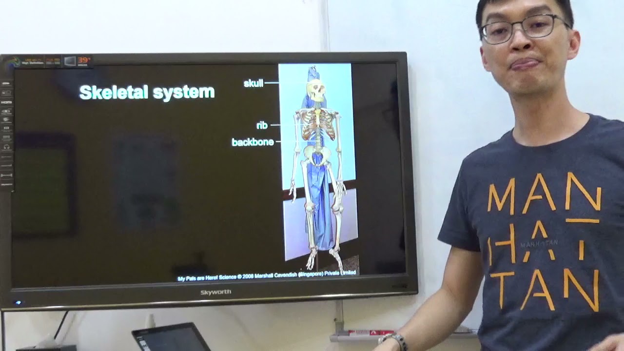 P3 Science - Human System (5 different systems)