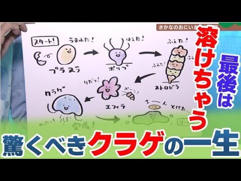 クラゲの体はどうなっているのでしょうか?