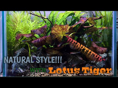 NANO AQUASCAPE - Natural Style With Beautiful Plant Lotus Tiger!!!