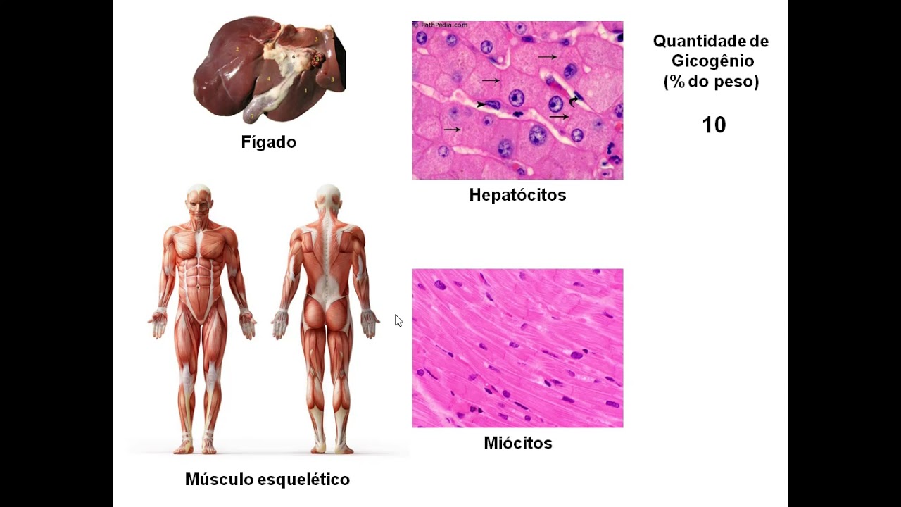 ACH0051 - Aula 10 - Metabolismo do Glicogênio  e Gliconeogênese