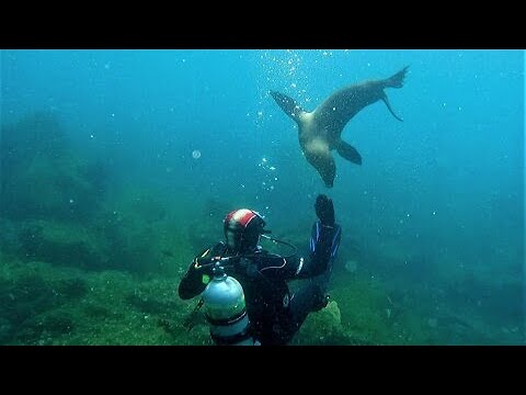 Lovable sea lion is desperate for attention from scuba divers