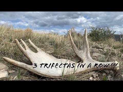 UTAH SHED HUNTING 2020: 3 TRIFECTAS IN A ROW