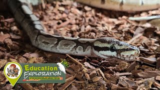Ball Python | Education Exploration Keeper Talk