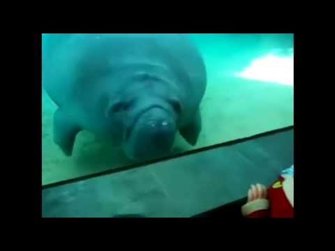 Manatee nose smush with honk sound effect looped for ten minutes