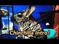 Chinchilla intro