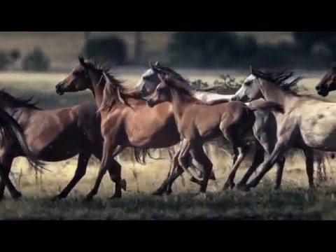 ✴Horses "Majestic" Galloping Horses ✴