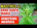 Erva de Santa Maria ou Mastruz: Antiviral, Vermes, Dores e Mais - Como usar!