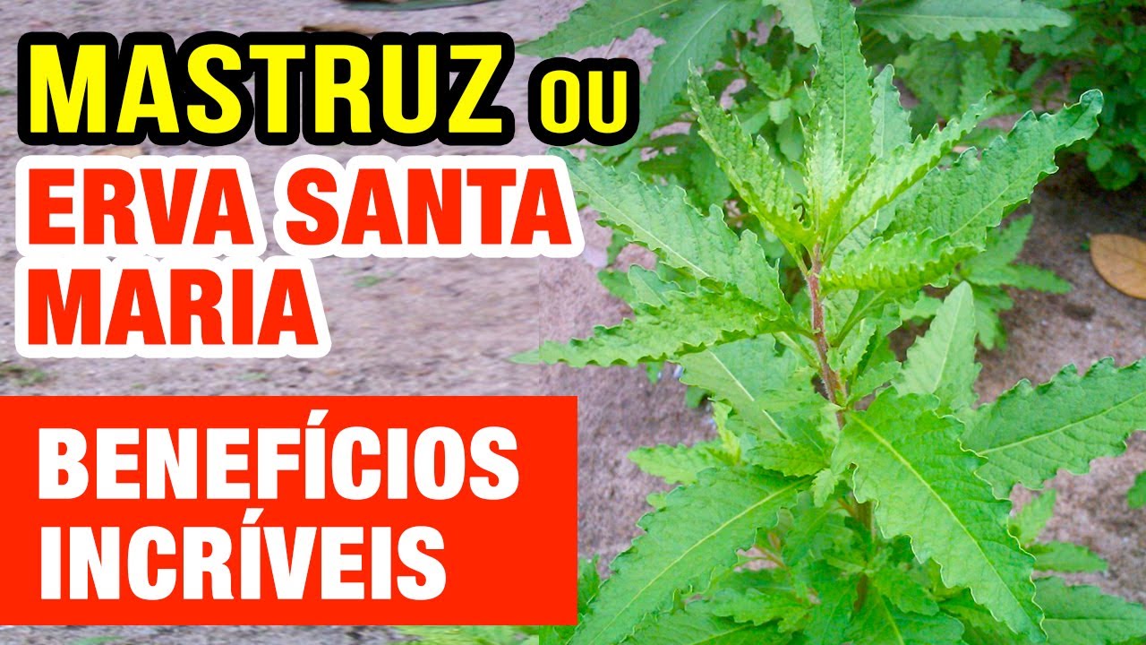 Erva de Santa Maria ou Mastruz: Antiviral, Vermes, Dores e Mais - Como usar!