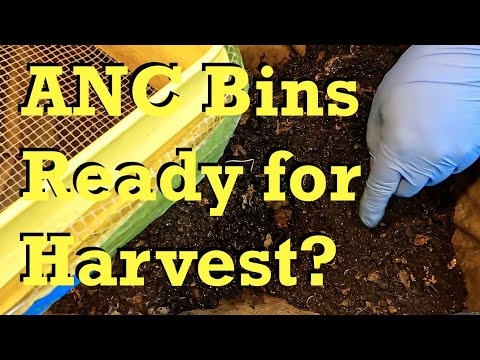 African nightcrawler systems at 200 & 175 days of age - worm farm vermicomposting