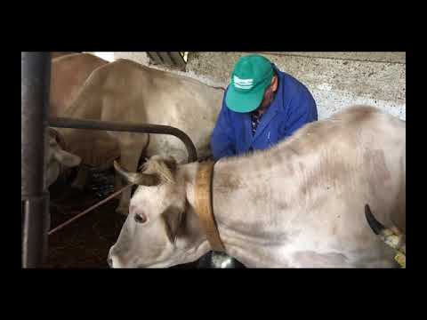 Come si mettono le campanelle alle mucche