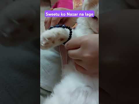 Nazar 🧿|#cutekittens #cutecat #catlover #cats #petlovers #persiancat #pets #viralvideo #shortsvideo