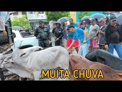 FEIRA DE ANIMAIS DE UMBUZEIRO PARAÍBA 27/06/2026 