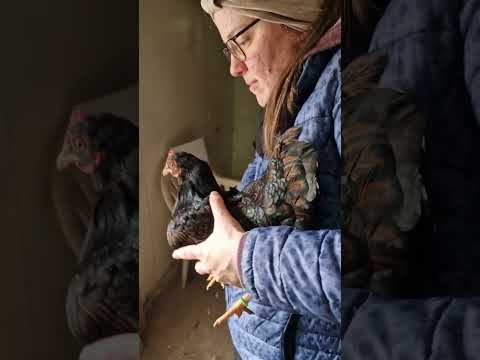 💩🪶 Kot klebt in Federn am Hintern der Hühner - Wie entfernen?