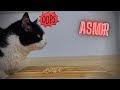 Cat Eating Peanuts ASMR