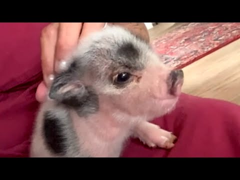 Piglet sweetly tells mom when it's bedtime
