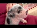 Piglet Sweetly Tells Mom When It S Bedtime