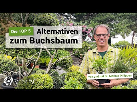 TOP 5 – The best boxwood alternatives, Ilex crenata, Taxus | gardify tips