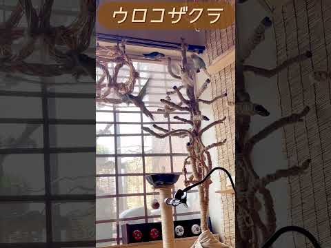 IUCN分類における絶滅の危険性を示す図。