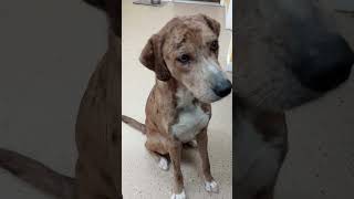 Video preview image #1 Catahoula Leopard Dog Puppy For Sale in York, SC, USA
