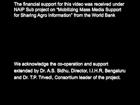 Banana Cultivation for livelihood security English Part 2 