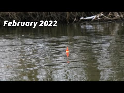 INSANE WINTER STEELHEAD BOBBER DOWNS! - February 2022