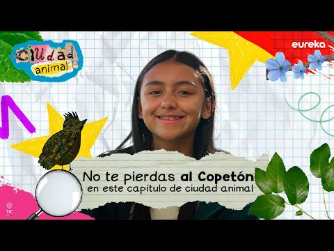 ¡Qué lindos son los copetones! Descubramos por qué le gustan a Salomé, en Ciudad Animal 