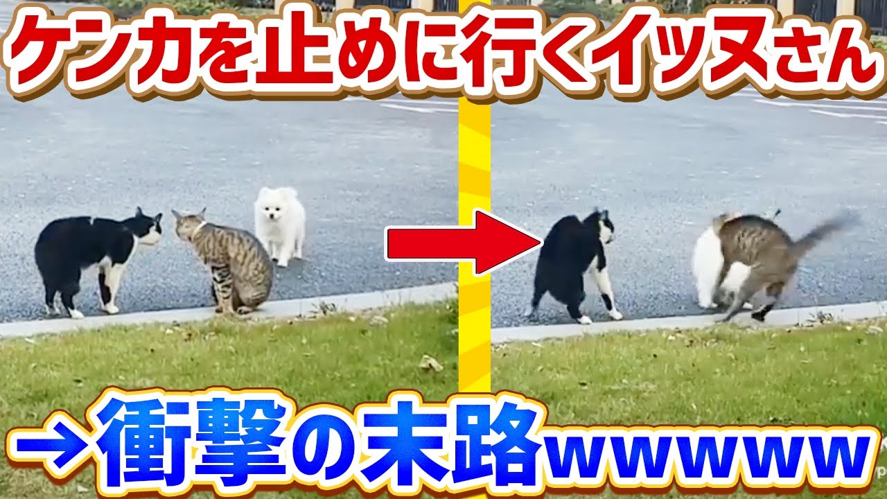 【2ch動物スレ】イッヌ「ネッコがケンカしとるやんけ…ワイが止めたろ！」→衝撃の末路www