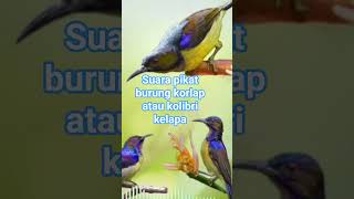 Download lagu suara pikat burung Kolibri kelapa video ada di deskripsi 👇 #animals #beautiful #birdsounds mp3