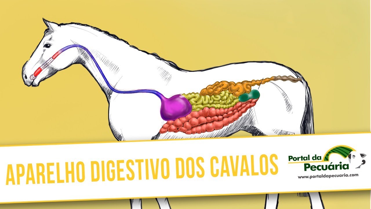 Watch Now Aparelho digestivo dos cavalos Aparelho digestivo dos cavalos
